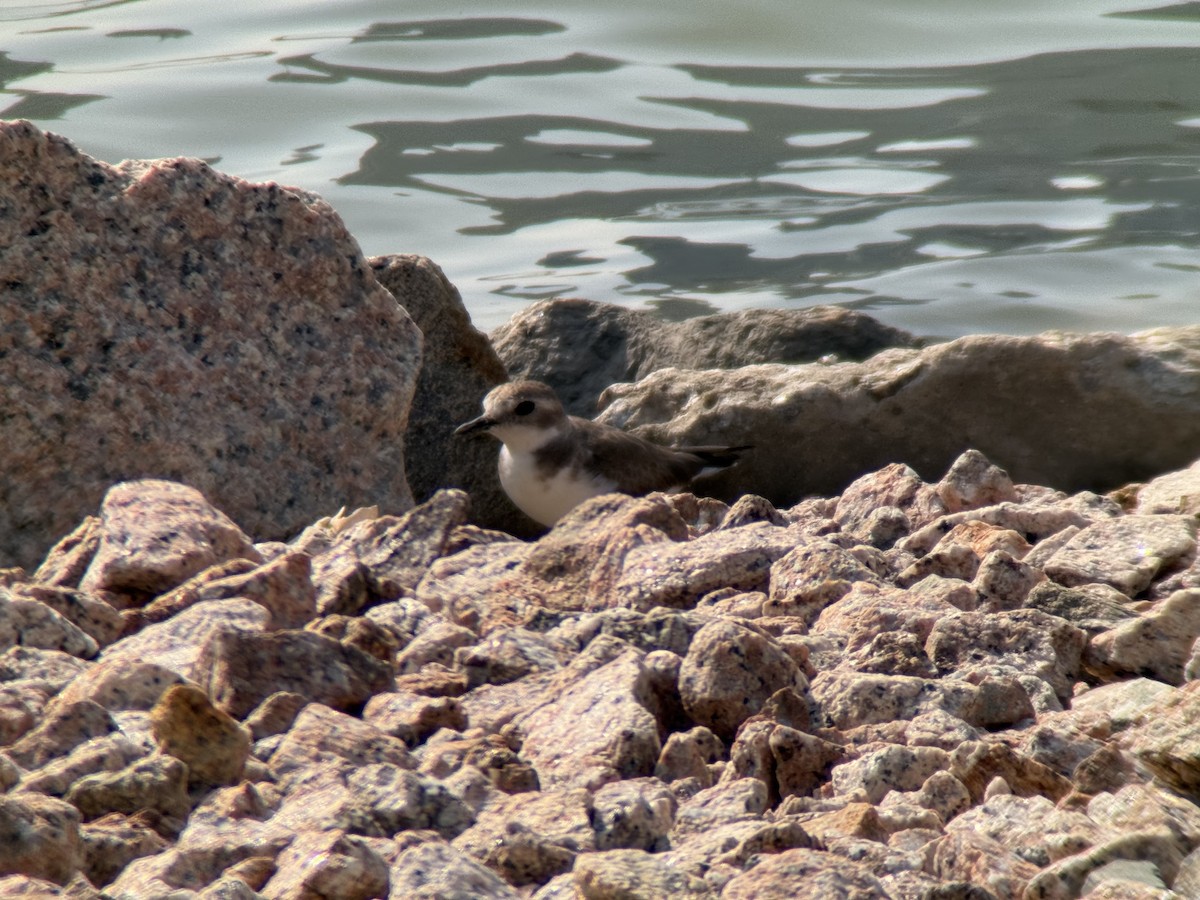Tibet Cılıbıtı - ML652827416