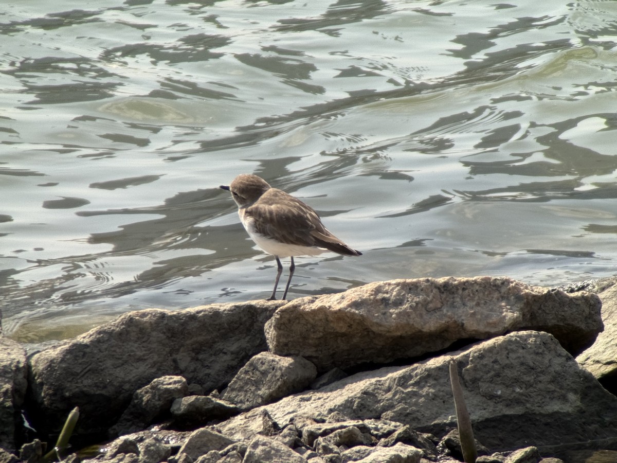 Tibet Cılıbıtı - ML652827424