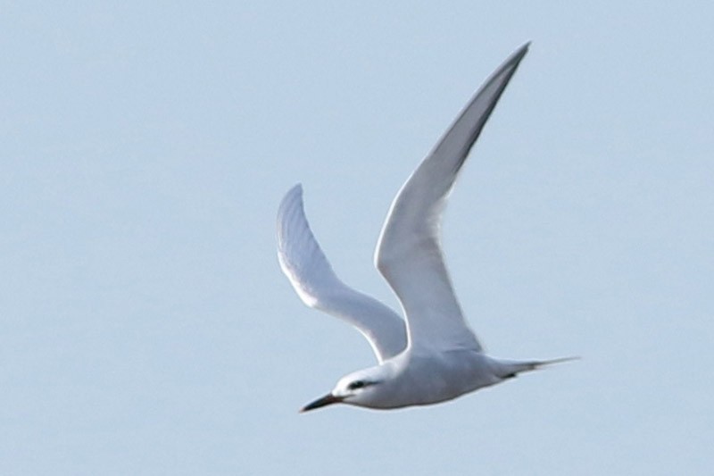 Snowy-crowned Tern - J. Simón Tagtachian