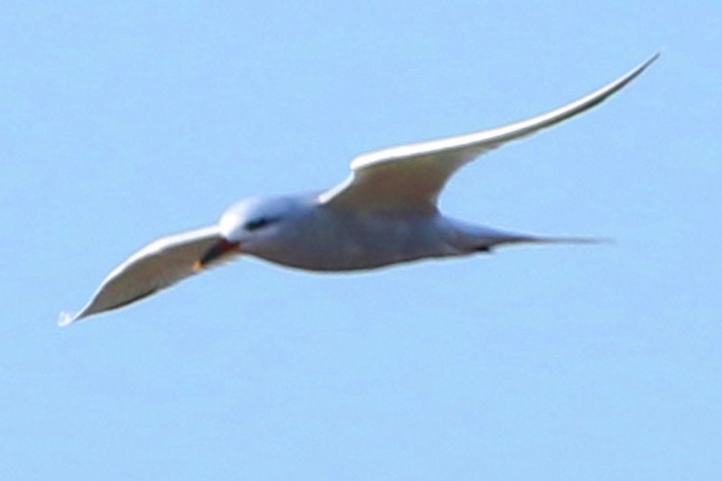 Snowy-crowned Tern - J. Simón Tagtachian