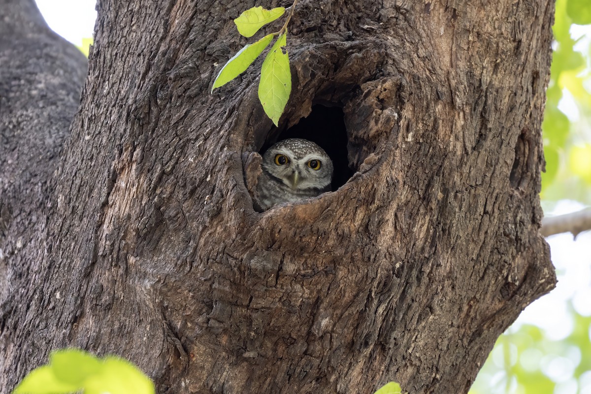 Spotted Owlet - ML652827909