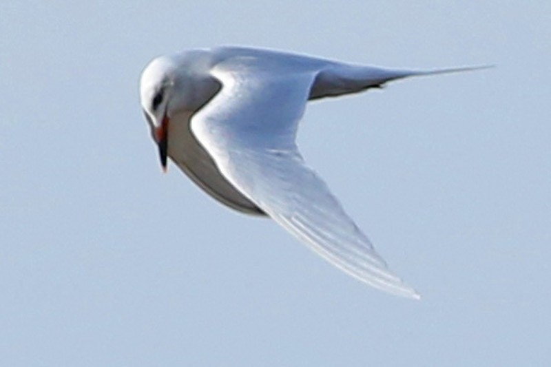 Snowy-crowned Tern - ML65282791