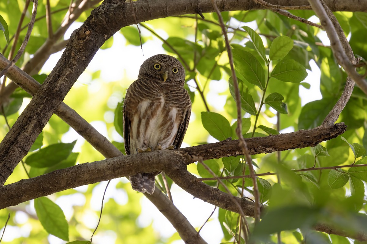 Asian Barred Owlet - ML652827912