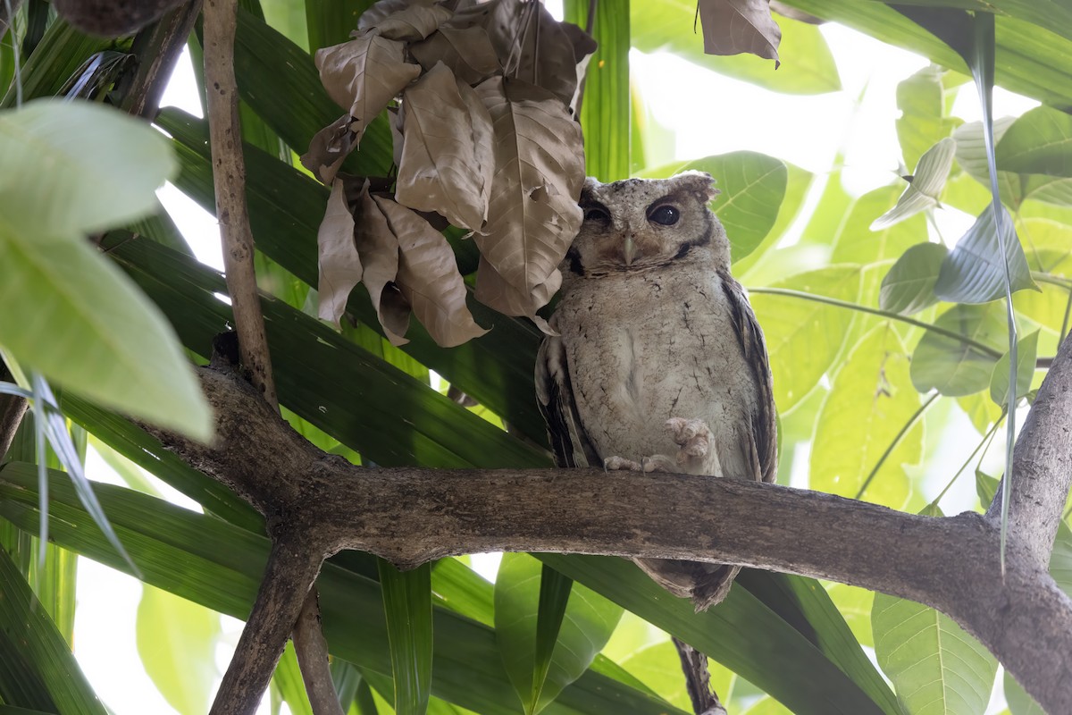 Collared Scops-Owl - ML652827917