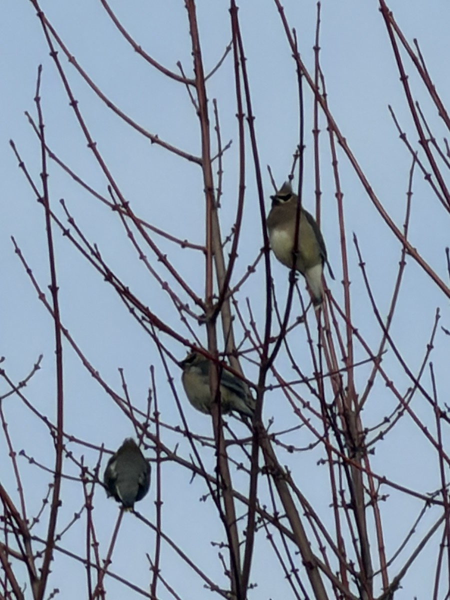 Zedernseidenschwanz - ML652827971