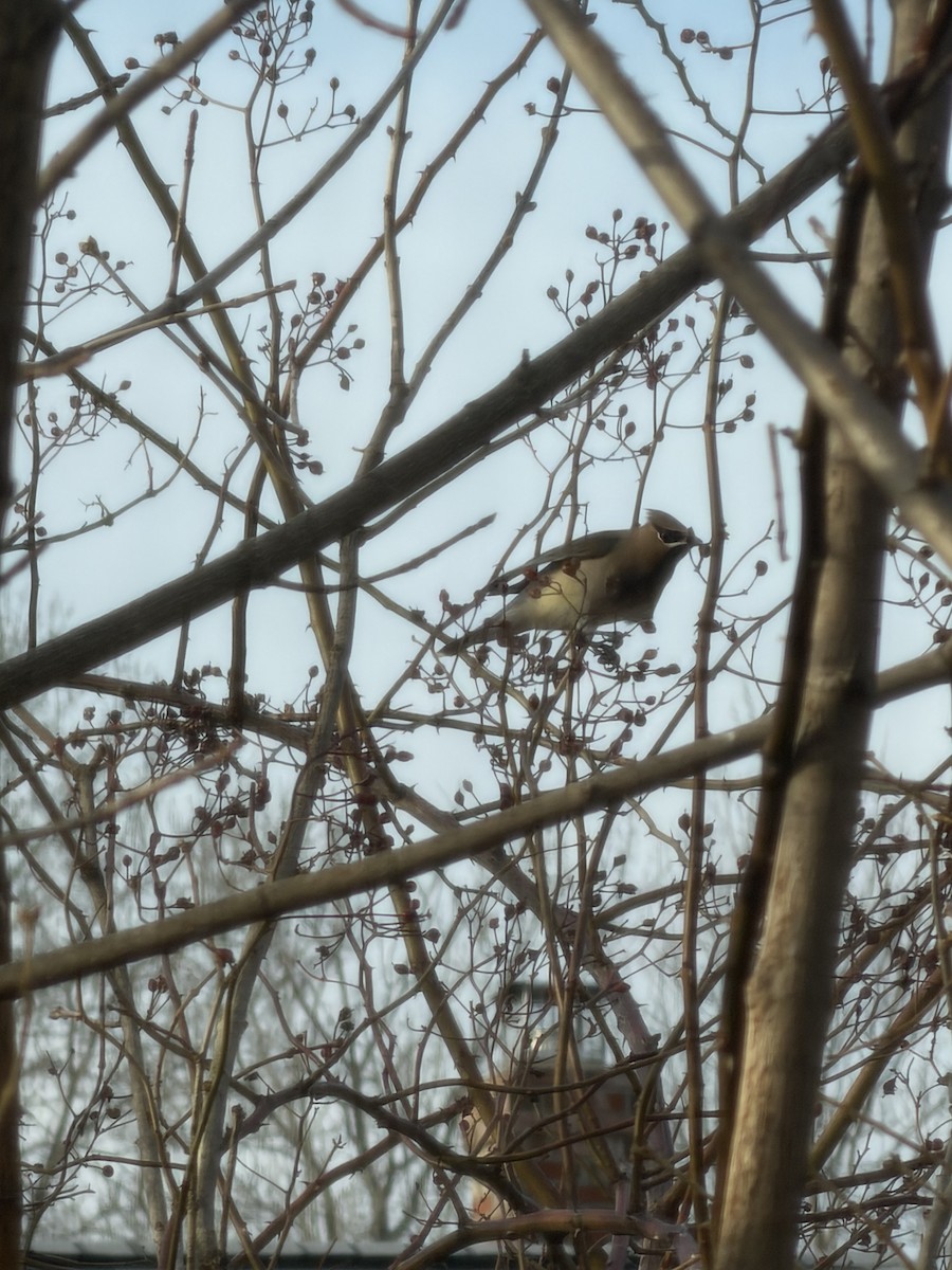 Zedernseidenschwanz - ML652827972