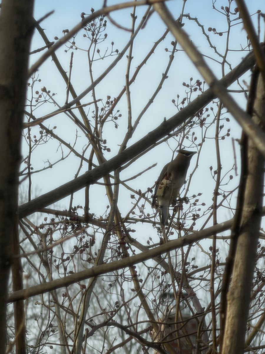 Zedernseidenschwanz - ML652827973