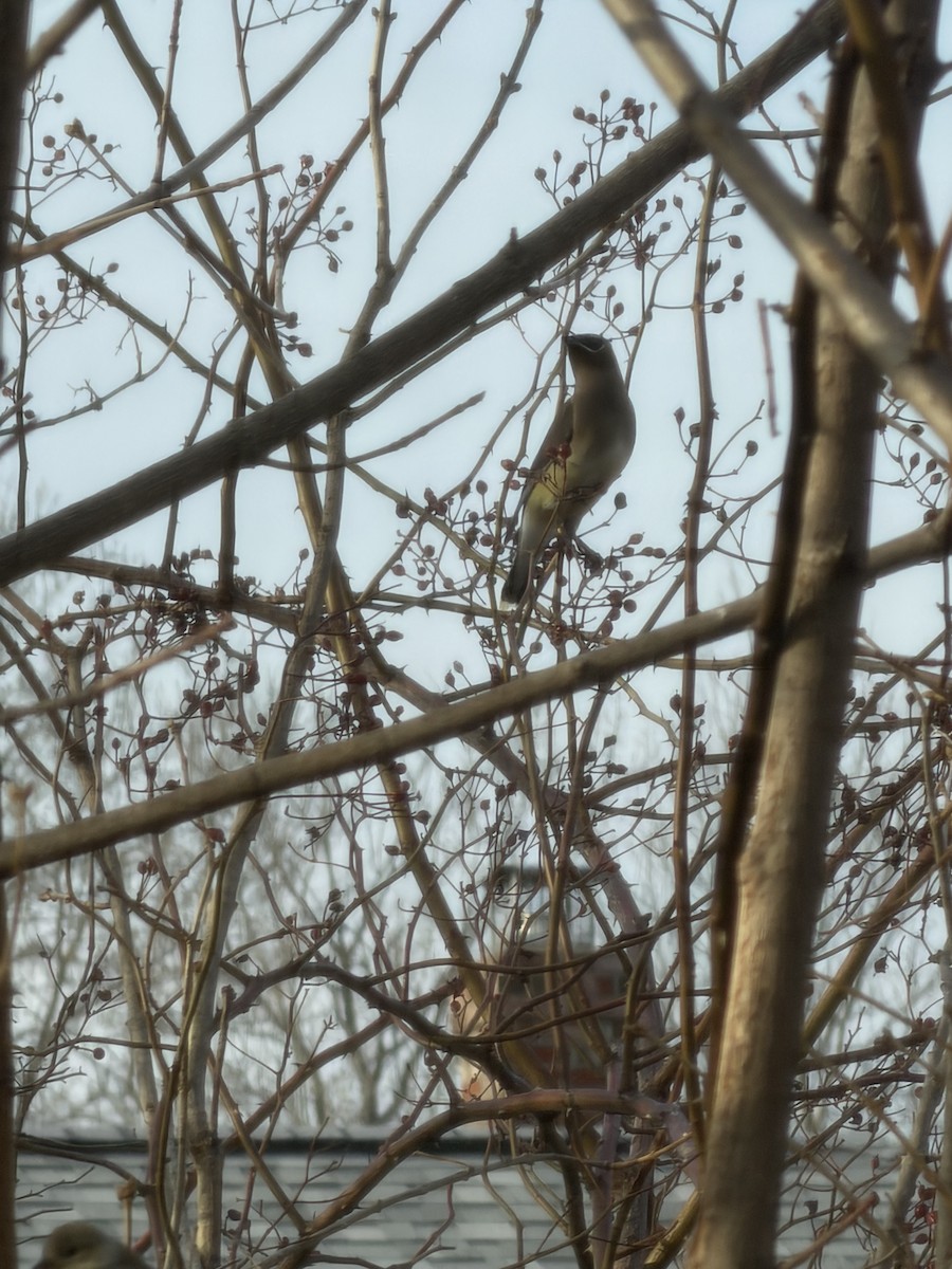 Zedernseidenschwanz - ML652827974