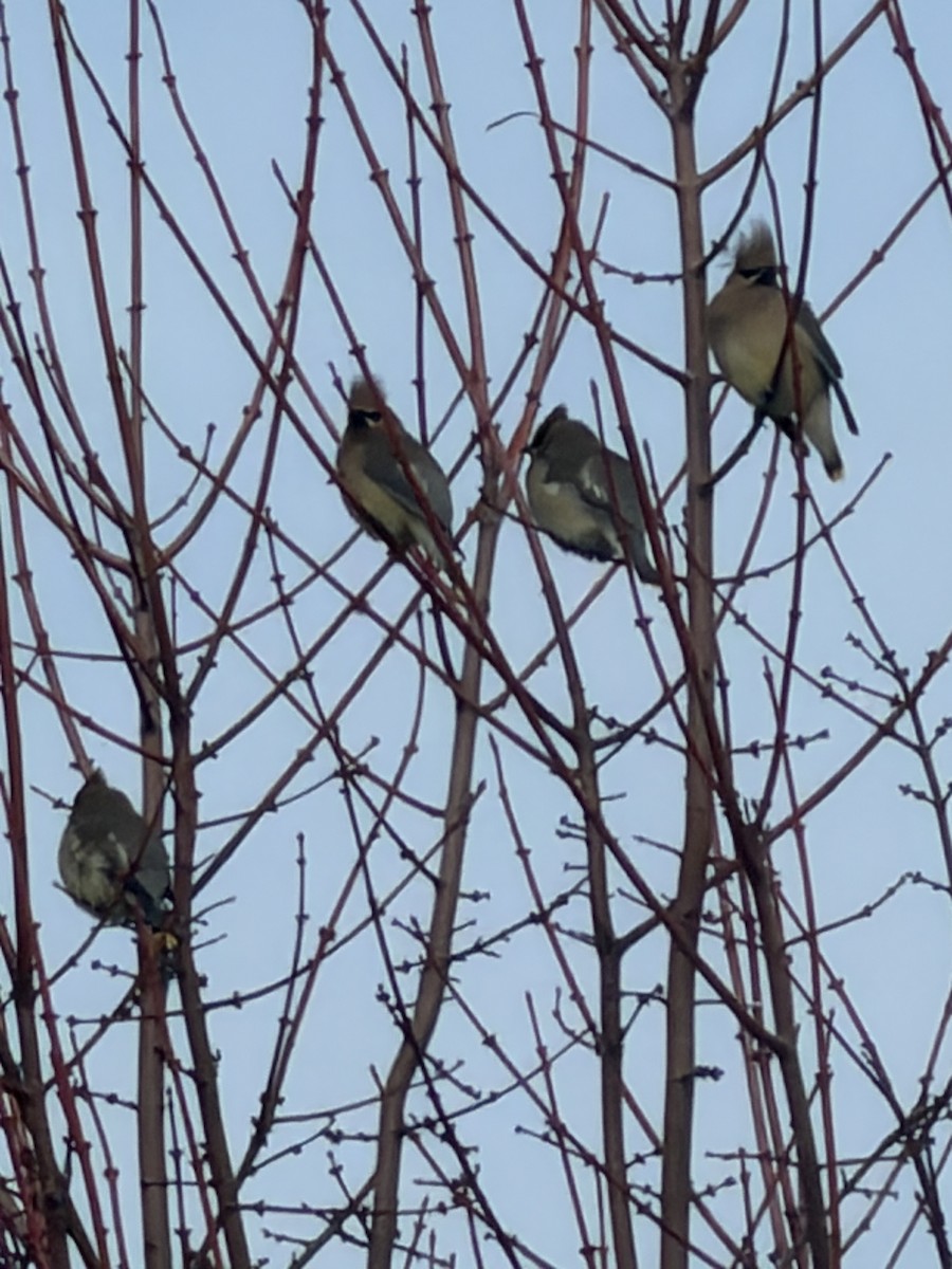 Zedernseidenschwanz - ML652827975