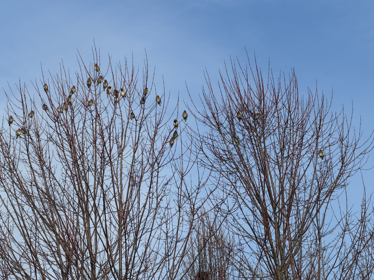 Zedernseidenschwanz - ML652827976