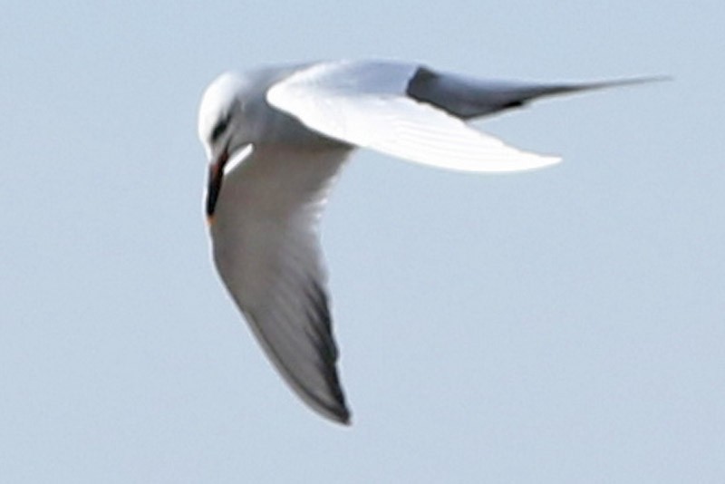 Snowy-crowned Tern - J. Simón Tagtachian