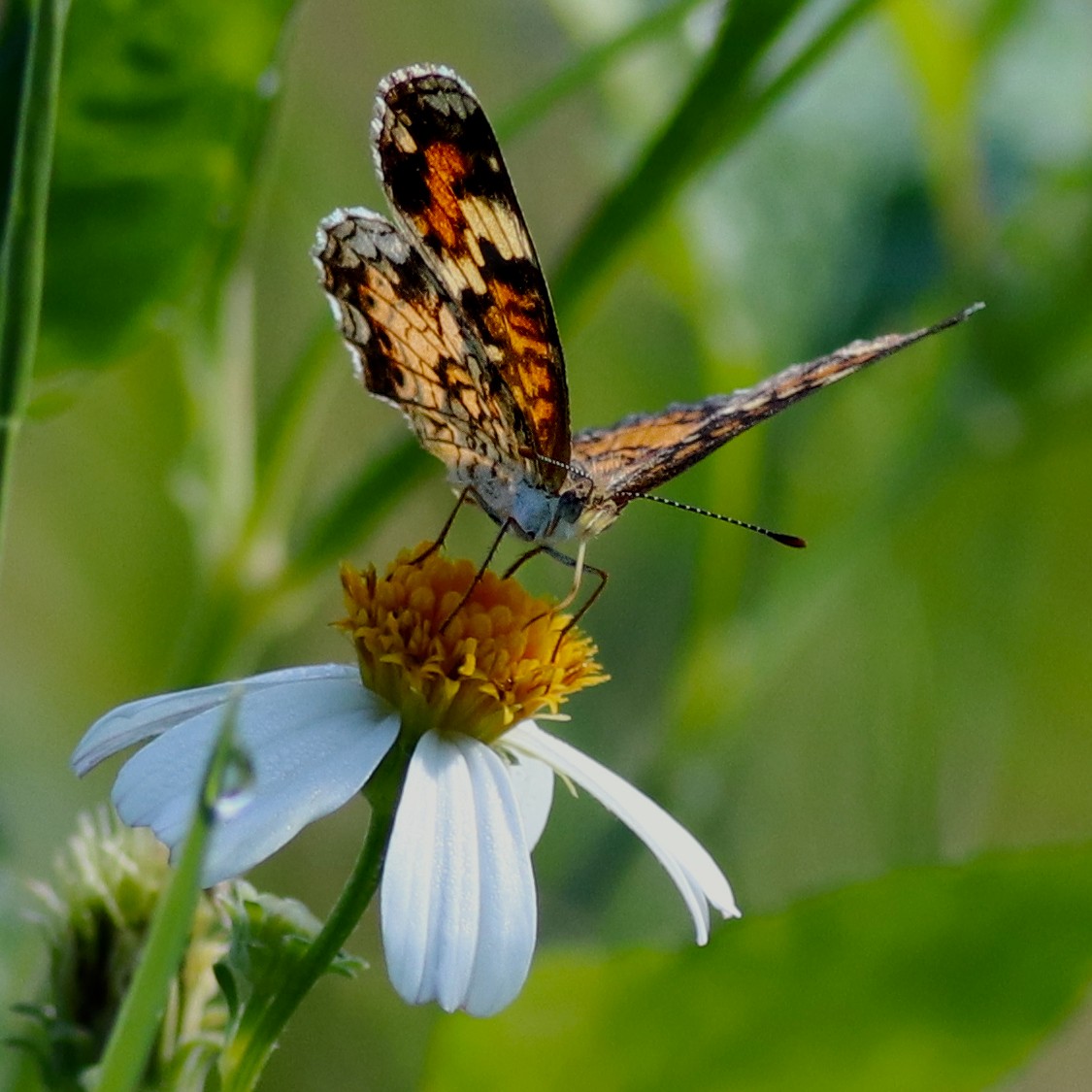 Phaon Crescent - ML652828115