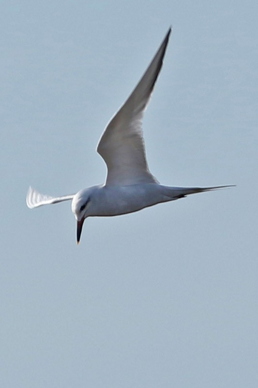 Snowy-crowned Tern - J. Simón Tagtachian