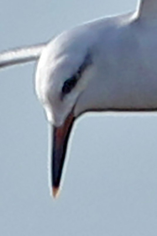 Snowy-crowned Tern - J. Simón Tagtachian