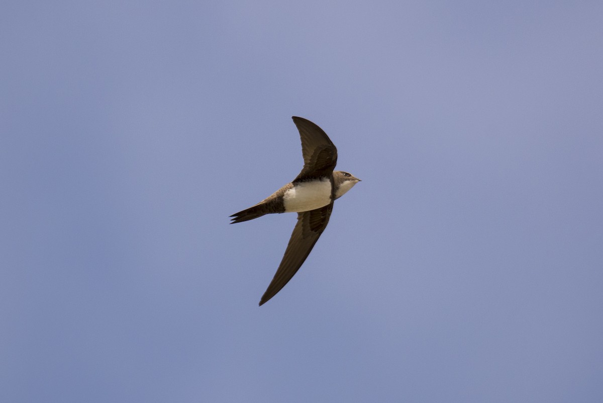 Alpine Swift - ML652828460