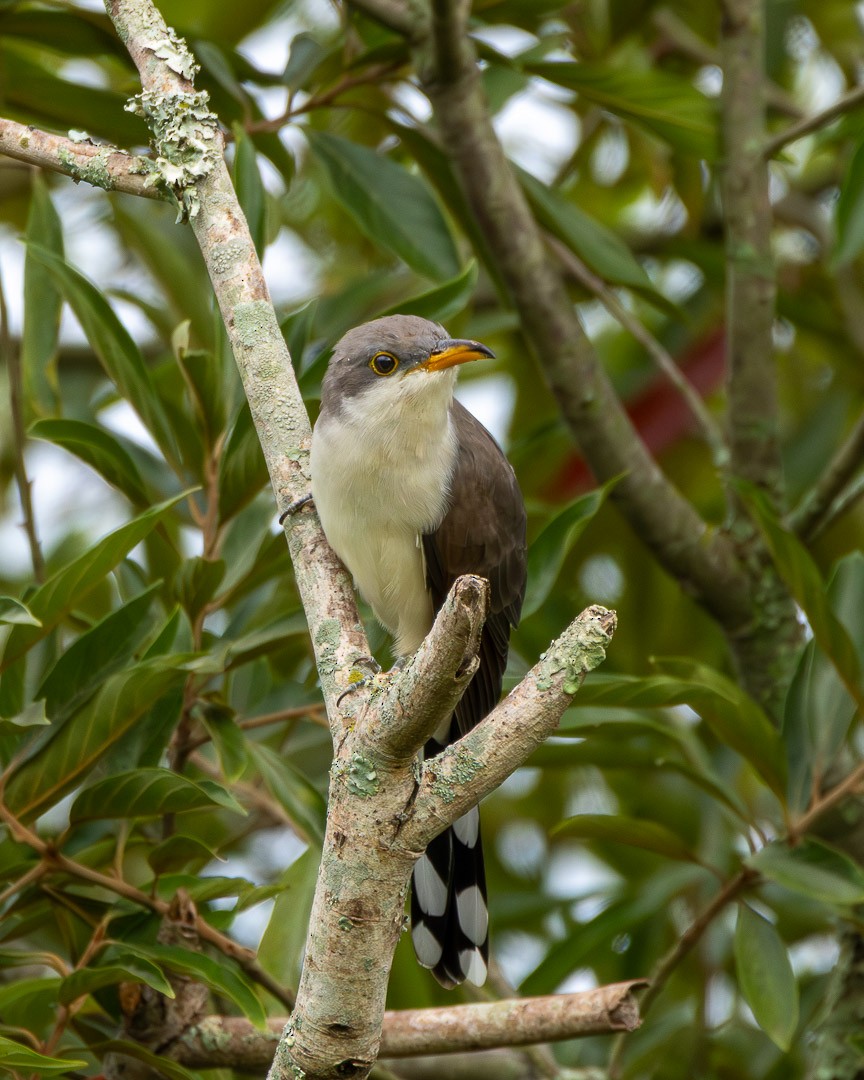 Coulicou à bec jaune - ML652828871