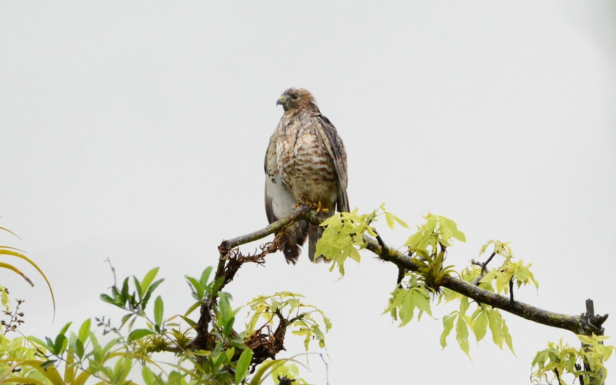Broad-winged Hawk - ML652829700