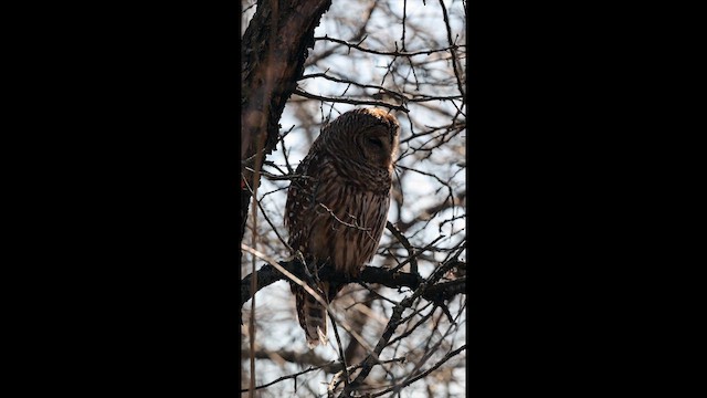 puštík proužkovaný - ML652829796