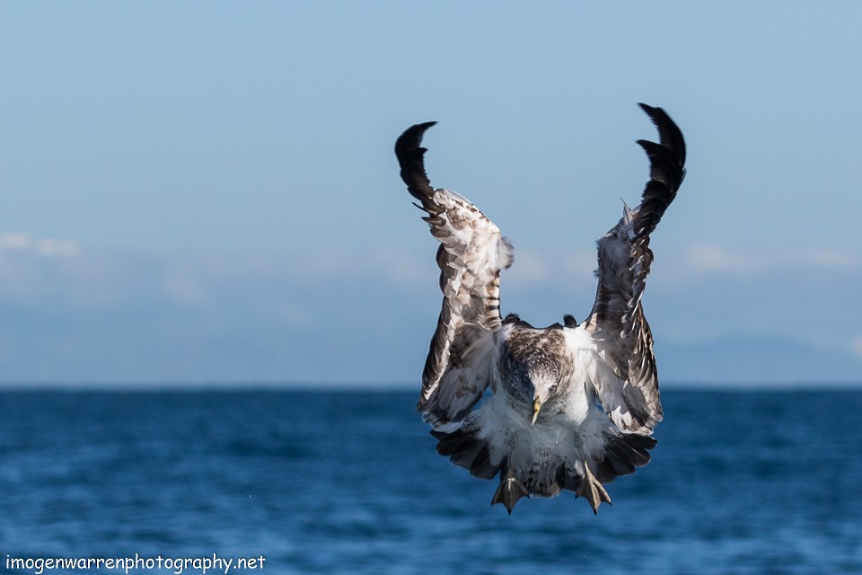 Kelp Gull - Imogen Warren