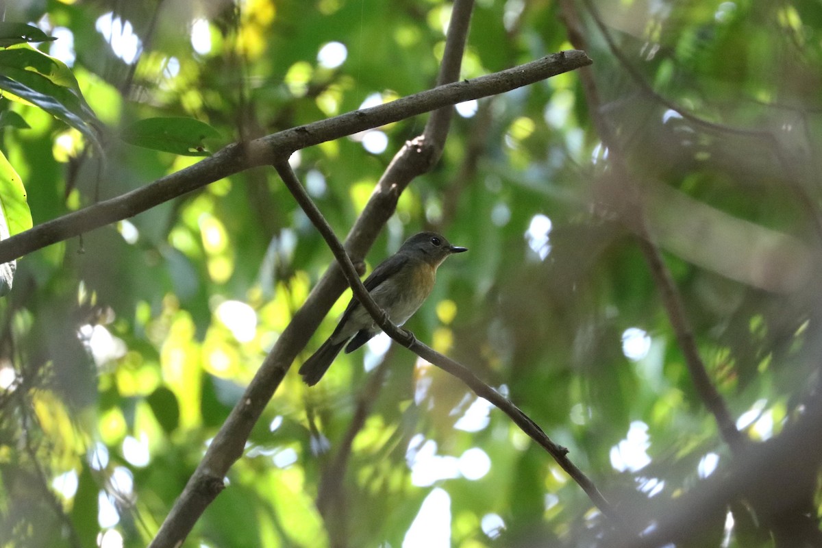 Hainan Blue Flycatcher - ML652829831
