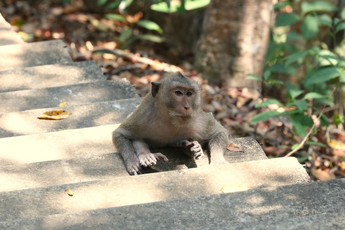 Long-tailed Macaque - ML652829834