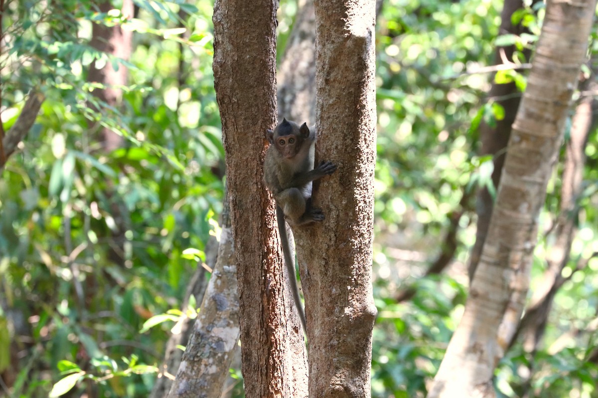 Long-tailed Macaque - ML652829835