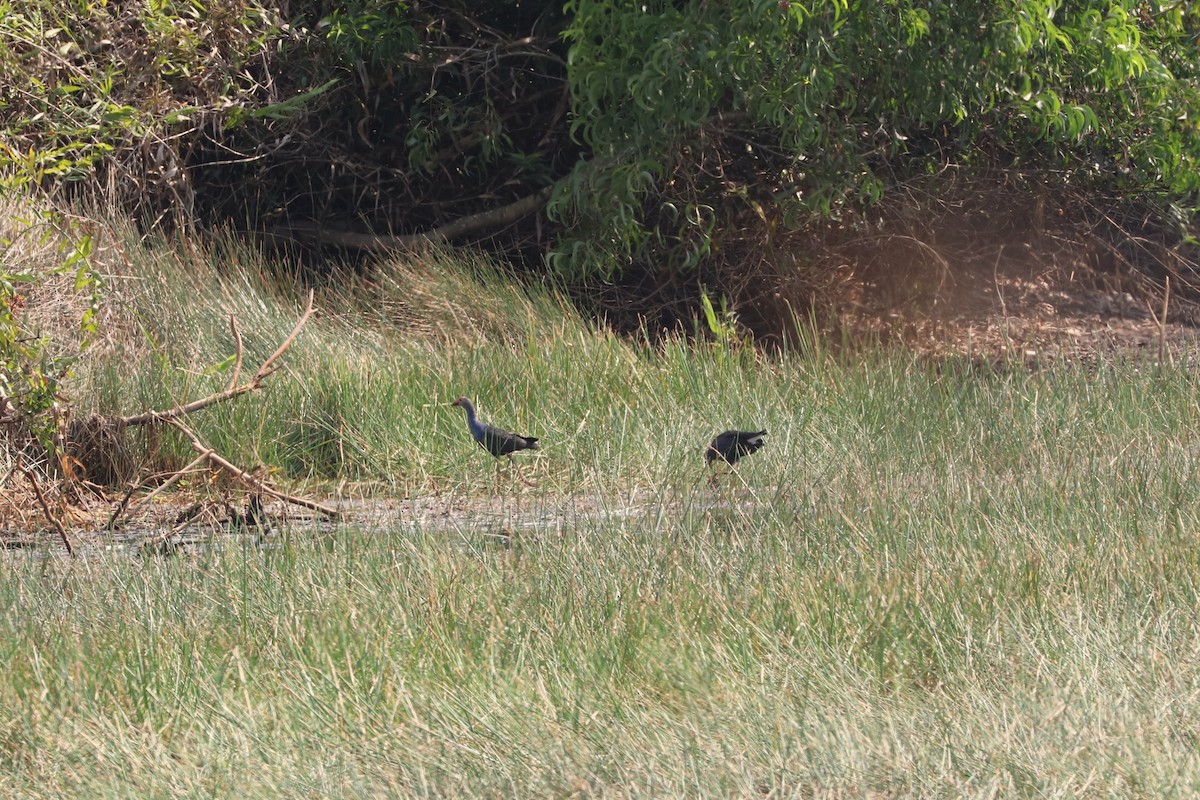 Gray-headed Swamphen - ML652830102