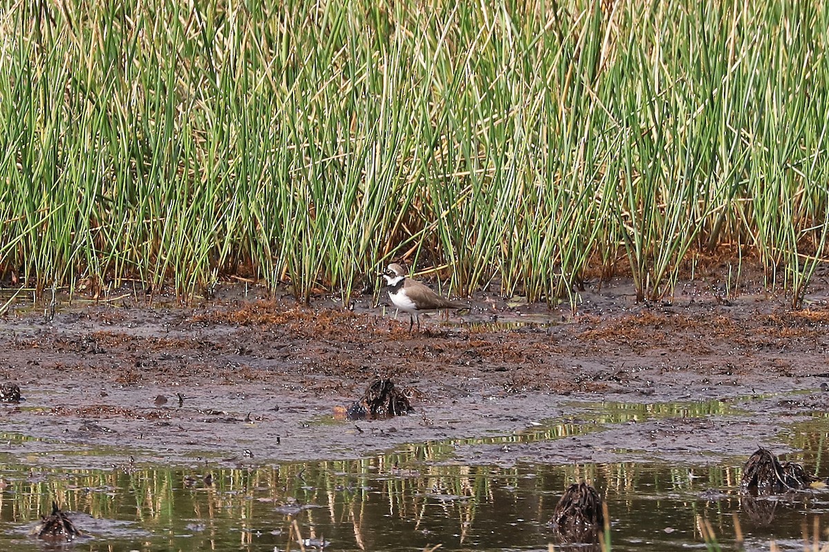 Little Ringed Plover - ML652830107