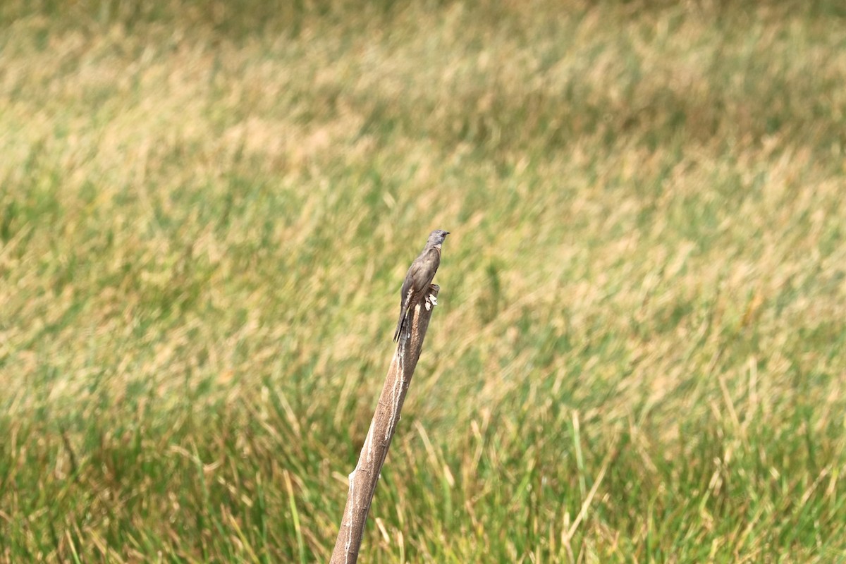 Plaintive Cuckoo - ML652830120