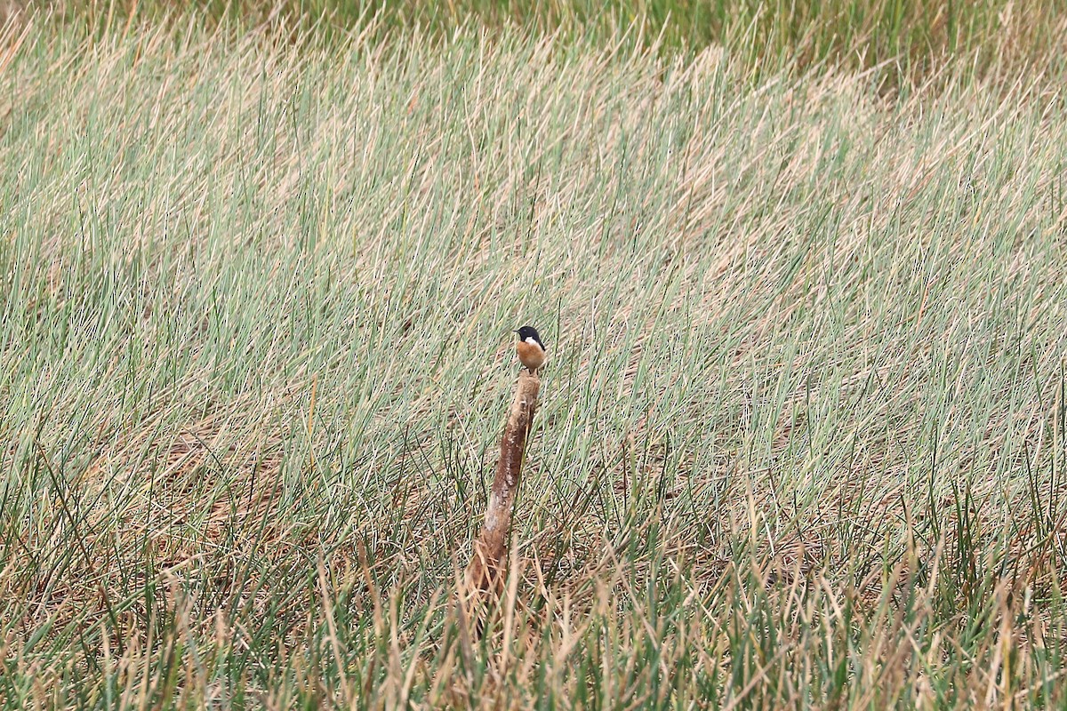 Amur Stonechat - ML652830124