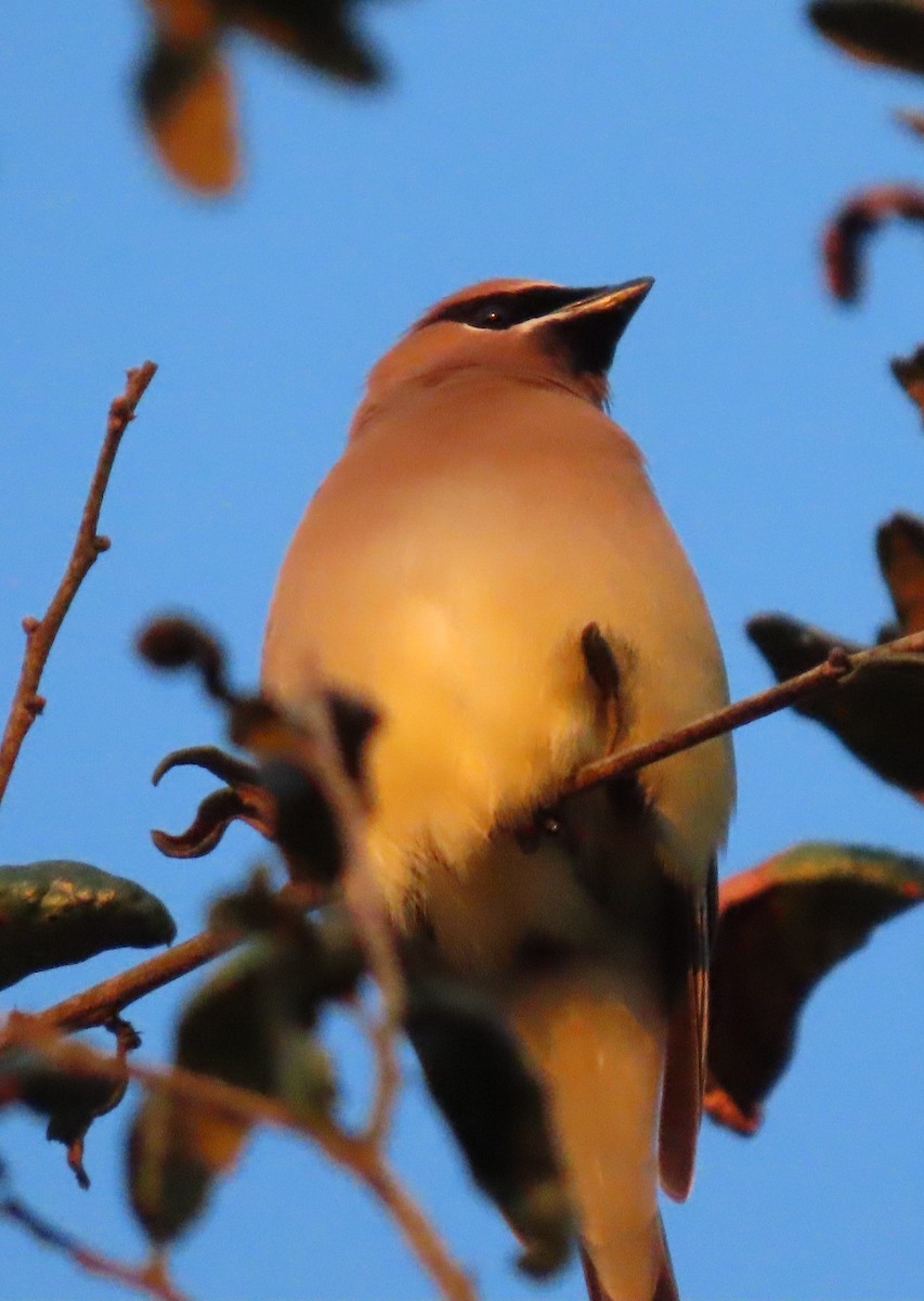 Zedernseidenschwanz - ML652830296