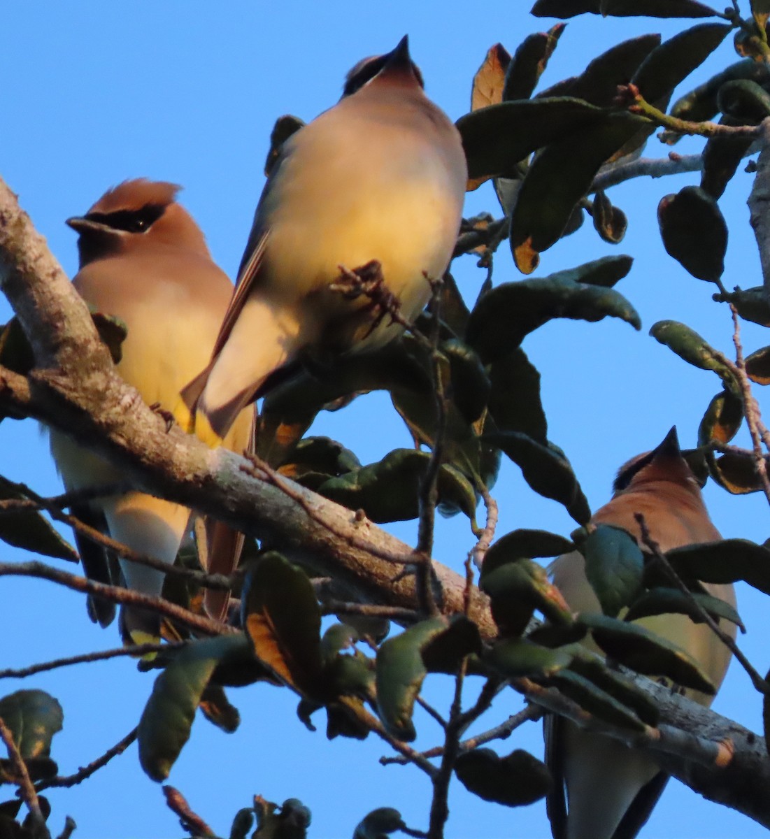 Zedernseidenschwanz - ML652830297