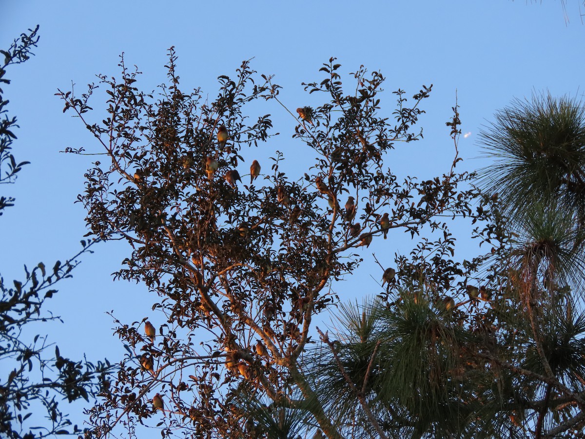 Zedernseidenschwanz - ML652830298