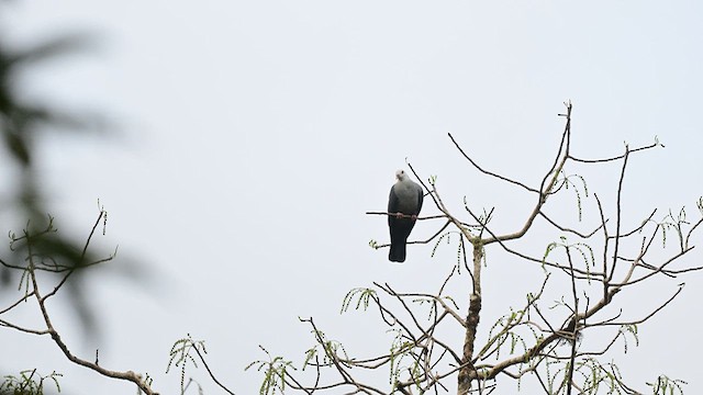 Andaman Güvercini - ML652830330