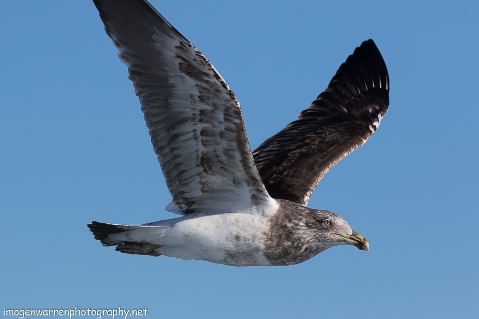 Kelp Gull - Imogen Warren