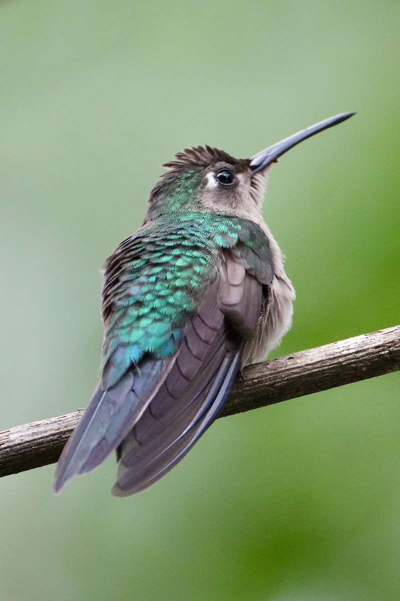 Wedge-tailed Sabrewing - ML652831033