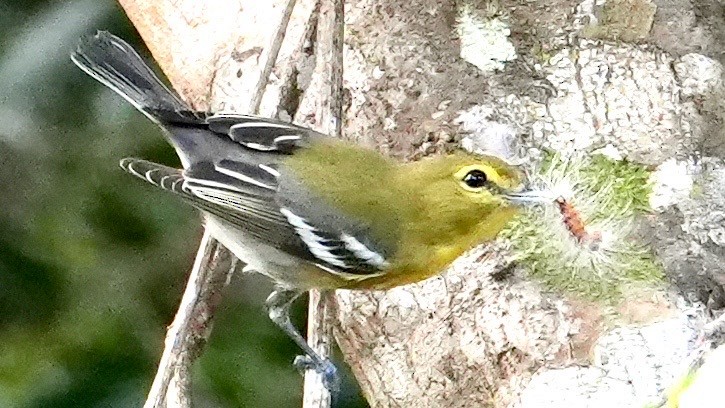 zelenáček žlutoprsý - ML652831119