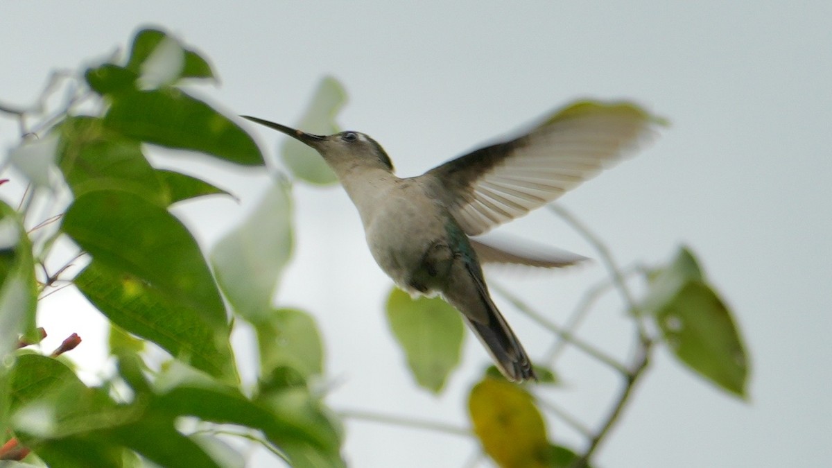 Wedge-tailed Sabrewing - ML652831217