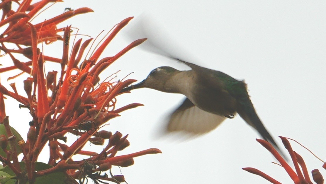 Wedge-tailed Sabrewing - ML652831218