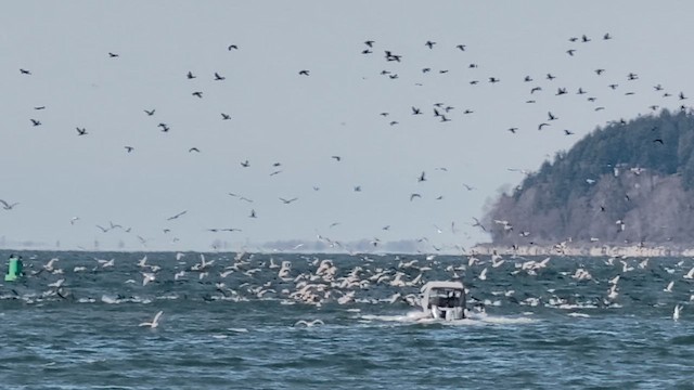 tanımsız Larinae sp. - ML652831361