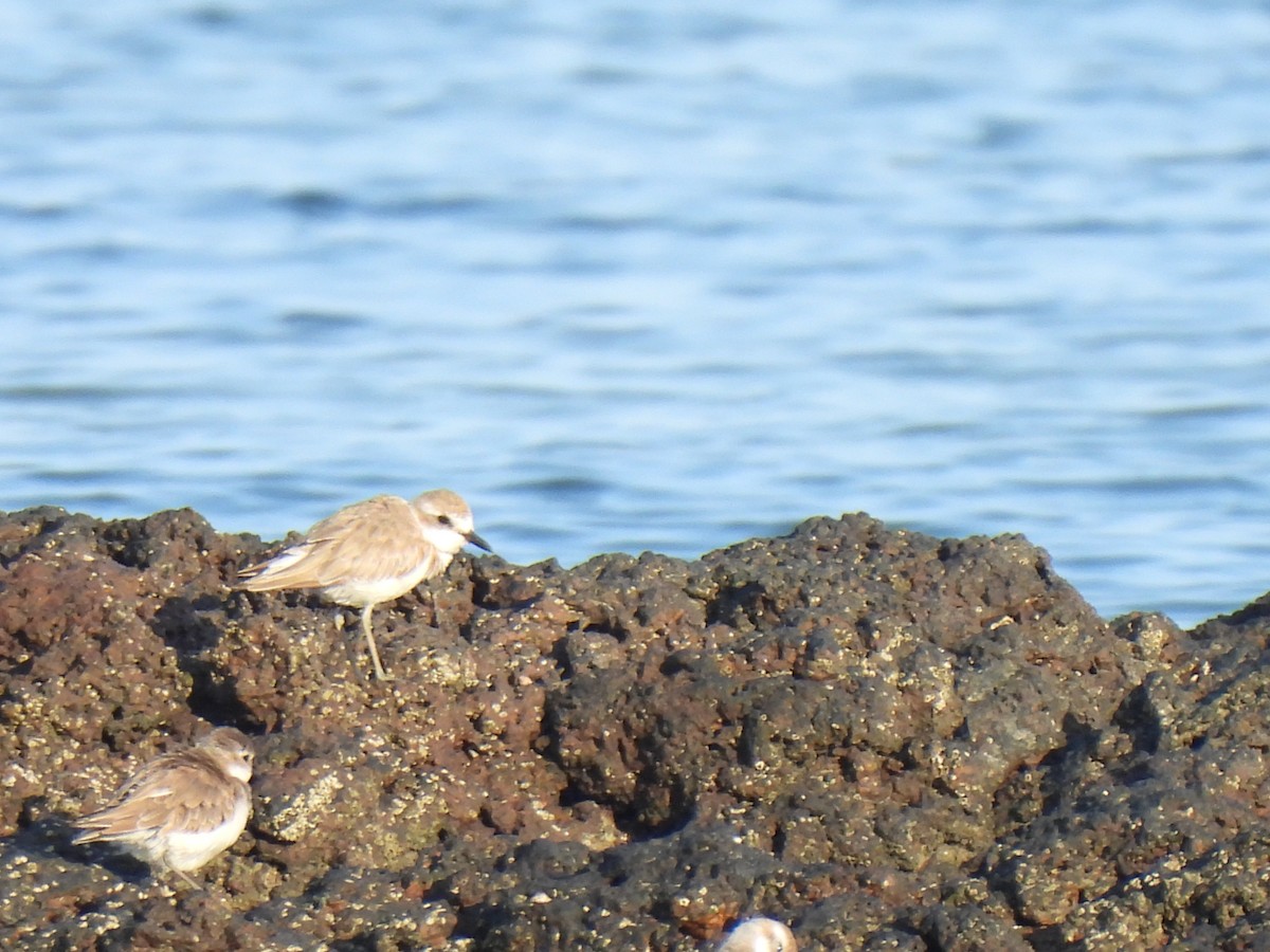 Tibet Cılıbıtı - ML652832409