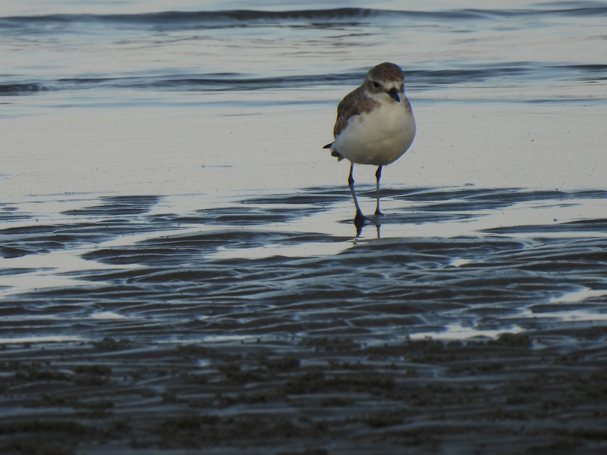 Tibet Cılıbıtı - ML652832410