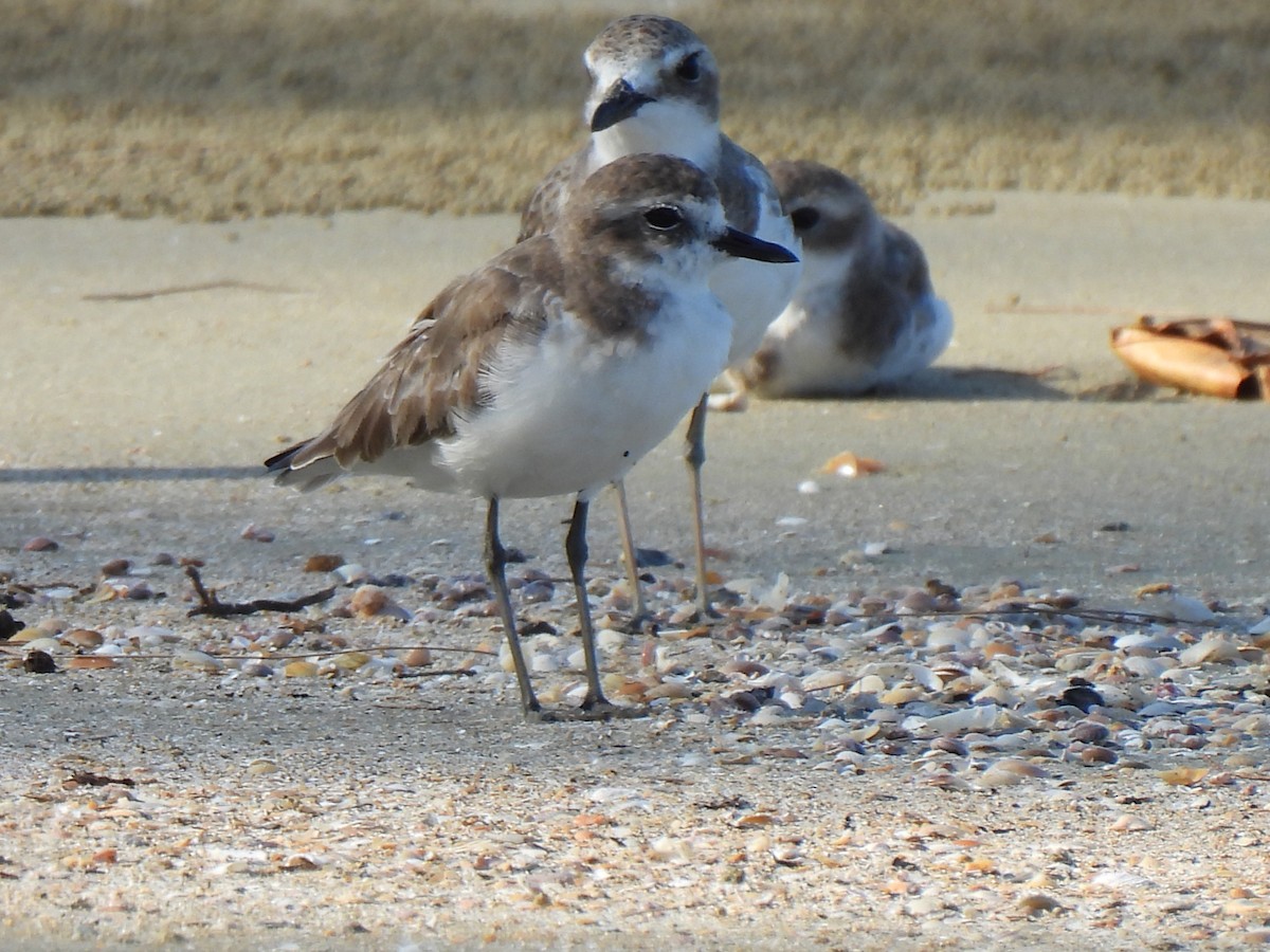 Tibet Cılıbıtı - ML652832411
