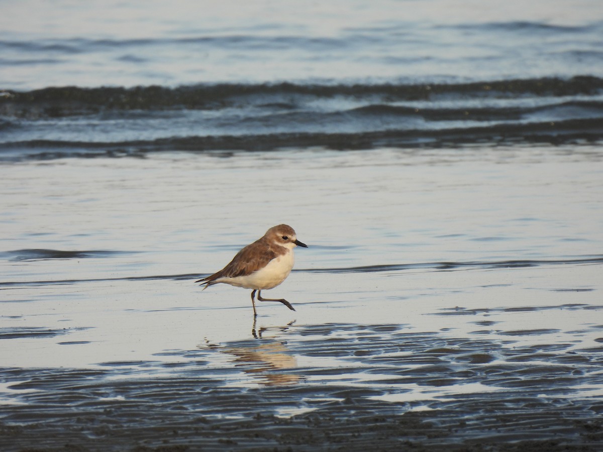 Tibet Cılıbıtı - ML652832414