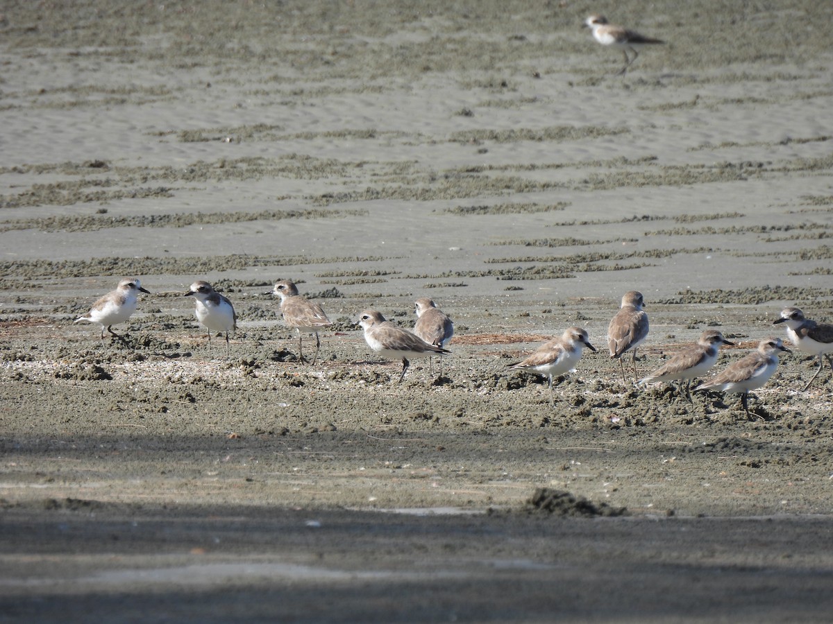 Tibet Cılıbıtı - ML652832415