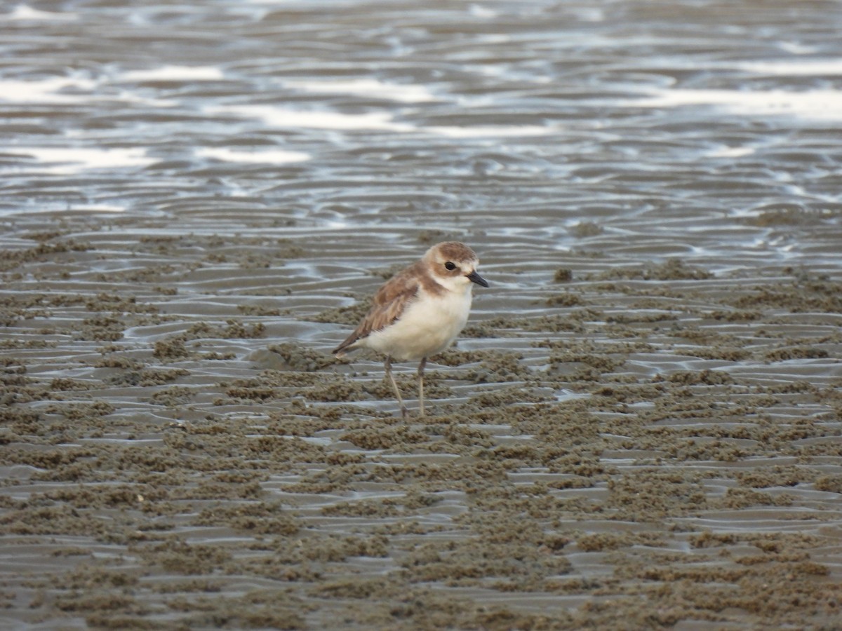 Tibet Cılıbıtı - ML652832416