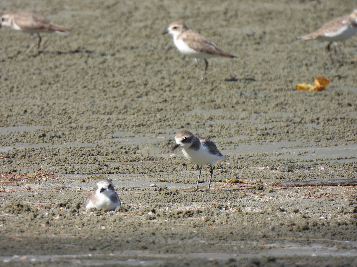 Tibet Cılıbıtı - ML652832417