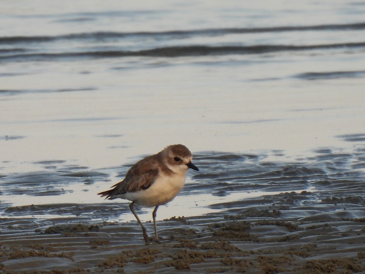 Tibet Cılıbıtı - ML652832418