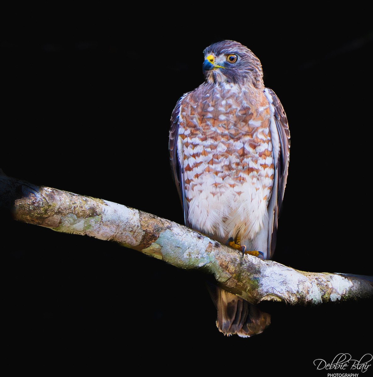 Broad-winged Hawk - ML652832673