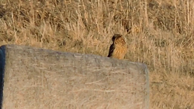 jordugle (flammeus) - ML652833137